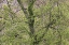 Picture of PATTERN OF SPRING LEAVES AND TREE BRANCHES-CADES COVE-GREAT SMOKY MOUNTAINS NATIONAL PARK-TENNESSEE