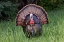 Picture of MALE WILD TURKEY IN FULL BREEDING DISPLAY GREAT SMOKY MOUNTAINS-NATIONAL PARK-TENNESSEE