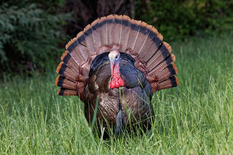 Picture of MALE WILD TURKEY IN FULL BREEDING DISPLAY GREAT SMOKY MOUNTAINS-NATIONAL PARK-TENNESSEE