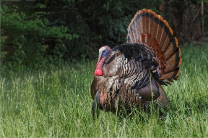 Picture of MALE WILD TURKEY IN FULL BREEDING DISPLAY GREAT SMOKY MOUNTAINS-NATIONAL PARK-TENNESSEE