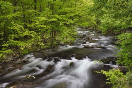 Picture of SPRING VIEW OF FOREST ALONG MIDDLE PRONG OF LITTLE PIGEON RIVER-GREAT SMOKY MOUNTAINS NATIONAL PARK