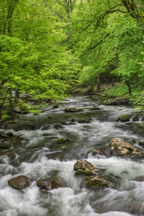 Picture of SPRING VIEW OF FOREST ALONG MIDDLE PRONG OF LITTLE PIGEON RIVER-GREAT SMOKY MOUNTAINS NATIONAL PARK