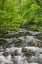 Picture of SPRING VIEW OF FOREST ALONG MIDDLE PRONG OF LITTLE PIGEON RIVER-GREAT SMOKY MOUNTAINS NATIONAL PARK