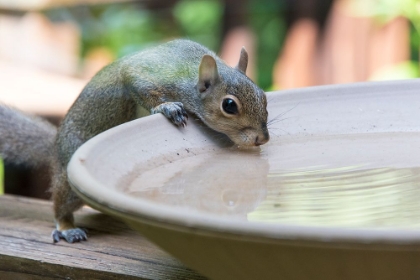 Picture of USA-TENNESSEE EASTERN GRAY SQUIRREL DRINKS AT BIRD BATH REFLECTED IN WATER