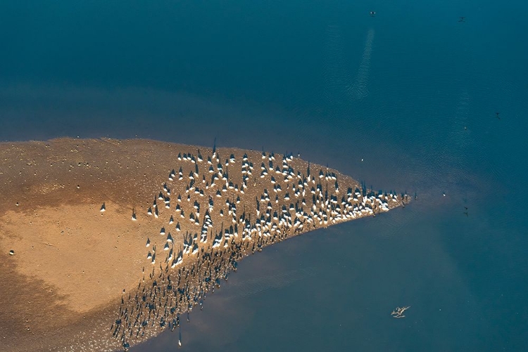 Picture of USA-TENNESSEE WHITE PELICANS AND CORMORANTS CREATING PATTERNS