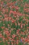 Picture of MEADOW OF RED TEXAS PAINTBRUSH AND PURPLE-HEAD SNEEZEWEED AND SPIDERWORT FLOWERS