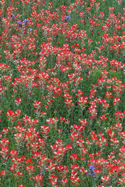 Picture of MEADOW OF RED TEXAS PAINTBRUSH AND PURPLE-HEAD SNEEZEWEED AND SPIDERWORT FLOWERS