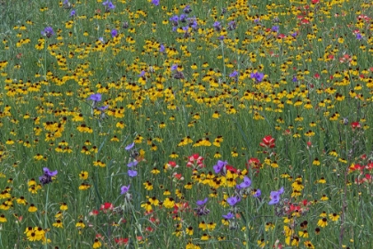 Picture of MEADOW OF RED TEXAS PAINTBRUSH AND PURPLE-HEAD SNEEZEWEED AND SPIDERWORT FLOWERS