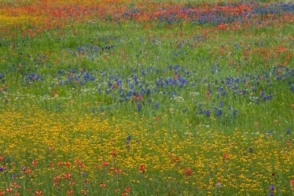 Picture of MEADOW OF RED TEXAS PAINTBRUSH AND PURPLE-HEAD SNEEZEWEED AND BLUEBONNETS