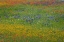 Picture of MEADOW OF RED TEXAS PAINTBRUSH AND PURPLE-HEAD SNEEZEWEED AND BLUEBONNETS