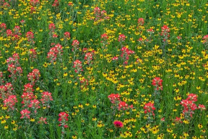 Picture of MEADOW OF RED TEXAS PAINTBRUSH AND PURPLE-HEAD SNEEZEWEED-TEXAS HILL COUNTRY-NEAR MARBLE FALLS