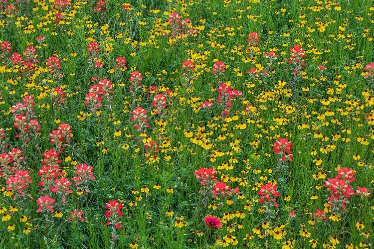 Picture of MEADOW OF RED TEXAS PAINTBRUSH AND PURPLE-HEAD SNEEZEWEED-TEXAS HILL COUNTRY-NEAR MARBLE FALLS