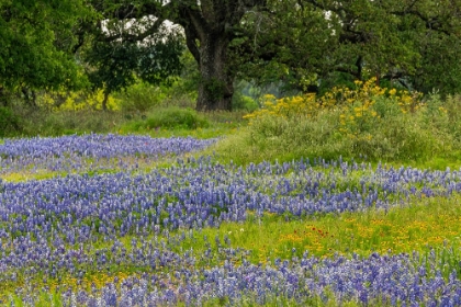 Picture of TEXAS BLUEBONNETS-BLANKET FLOWER AND LIVE OAK IN MEADOW-TEXAS HILL COUNTRY-NEAR MARBLE FALLS-TEXAS