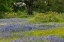Picture of TEXAS BLUEBONNETS-BLANKET FLOWER AND LIVE OAK IN MEADOW-TEXAS HILL COUNTRY-NEAR MARBLE FALLS-TEXAS