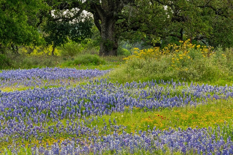 Picture of TEXAS BLUEBONNETS-BLANKET FLOWER AND LIVE OAK IN MEADOW-TEXAS HILL COUNTRY-NEAR MARBLE FALLS-TEXAS