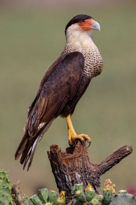 Picture of CRESTED CARACARA PERCHED RIO GRANDE VALLEY-TEXAS