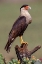 Picture of CRESTED CARACARA PERCHED RIO GRANDE VALLEY-TEXAS