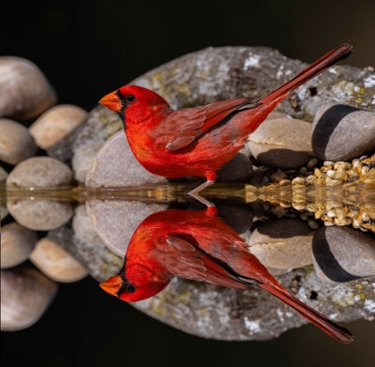 Picture of NORTHERN CARDINAL AND MIRROR REFLECTION ON SMALL POND RIO GRANDE VALLEY-TEXAS