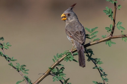 Picture of PYRRHULOXIA-RIO GRANDE VALLEY-TEXAS