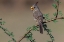 Picture of PYRRHULOXIA-RIO GRANDE VALLEY-TEXAS