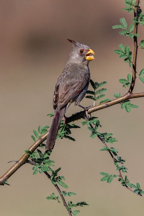 Picture of PYRRHULOXIA-RIO GRANDE VALLEY-TEXAS