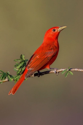Picture of SUMMER TANAGER-RIO GRANDE VALLEY-TEXAS