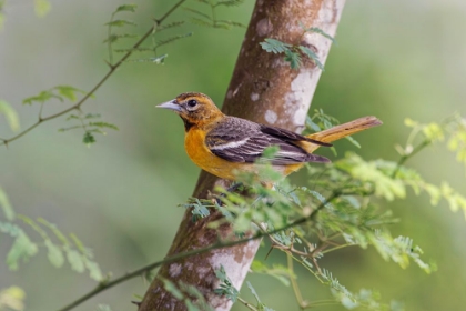 Picture of FEMALE ORCHARD ORIOLE-SOUTH PADRE ISLAND-TEXAS