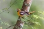 Picture of FEMALE ORCHARD ORIOLE-SOUTH PADRE ISLAND-TEXAS