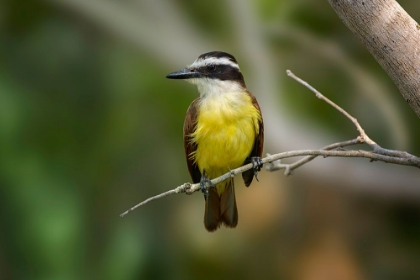 Picture of GREAT KISKADEE-SOUTH PADRE ISLAND-TEXAS