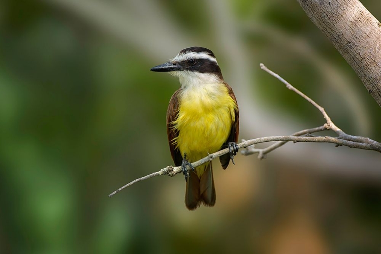 Picture of GREAT KISKADEE-SOUTH PADRE ISLAND-TEXAS