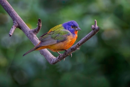 Picture of MALE PAINTED BUNTING SOUTH PADRE ISLAND-TEXAS