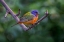 Picture of MALE PAINTED BUNTING SOUTH PADRE ISLAND-TEXAS