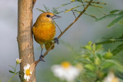 Picture of FEMALE ORCHARD ORIOLE-SOUTH PADRE ISLAND-TEXAS