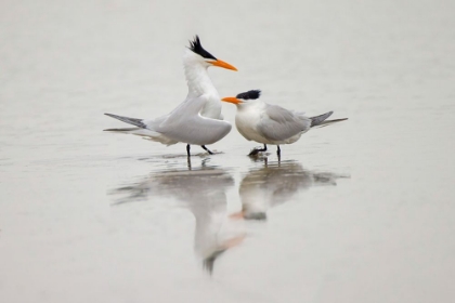 Picture of ROYAL TERNS IN COURTSHIP DISPLAY-SOUTH PADRE ISLAND-TEXAS
