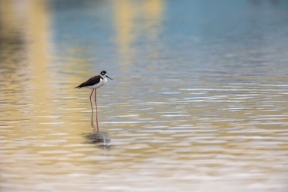 Picture of SINGLE BLACK-NECKED STILT STANDING TOGETHER WITH REFLECTION ON WATER-SOUTH PADRE ISLAND-TEXAS