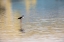 Picture of SINGLE BLACK-NECKED STILT STANDING TOGETHER WITH REFLECTION ON WATER-SOUTH PADRE ISLAND-TEXAS