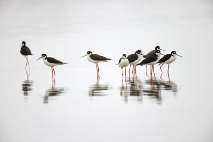 Picture of GROUP OF BLACK-NECKED STILTS STANDING TOGETHER WITH REFLECTION ON WATER-SOUTH PADRE ISLAND-TEXAS