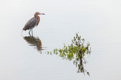 Picture of REDDISH EGRET AND REFLECTION-SOUTH PADRE ISLAND-TEXAS