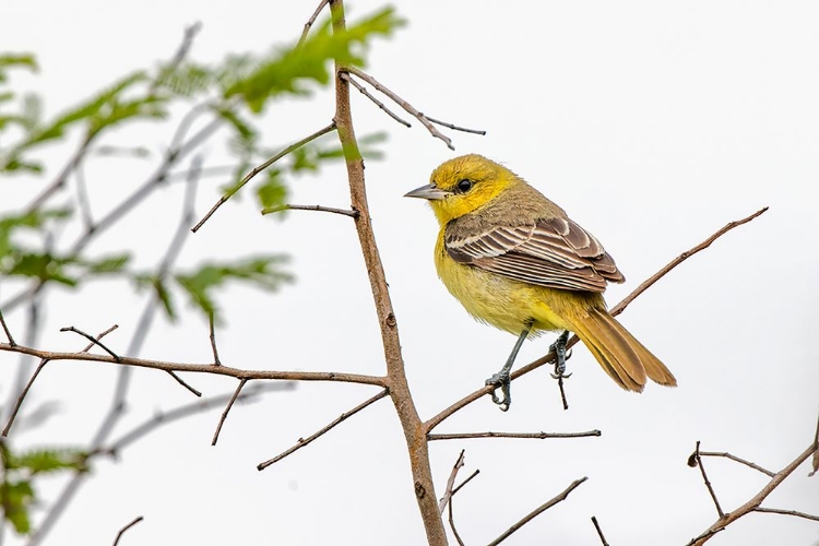 Picture of FEMALE NORTHERN ORIOLE-ICTERUS GALBULA-BALTIMORE ORIOLE-SOUTH PADRE ISLAND-TEXAS