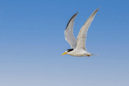 Picture of LEAST TERN FLYING-SOUTH PADRE ISLAND-TEXAS