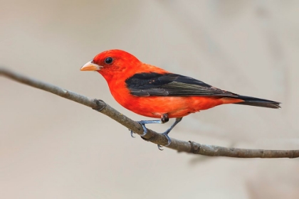 Picture of SCARLET TANAGER-SOUTH PADRE ISLAND-TEXAS