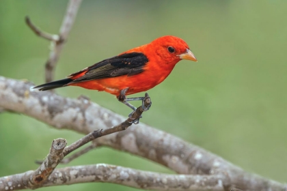 Picture of SCARLET TANAGER-RIO GRANDE VALLEY-TEXAS