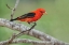 Picture of SCARLET TANAGER-RIO GRANDE VALLEY-TEXAS