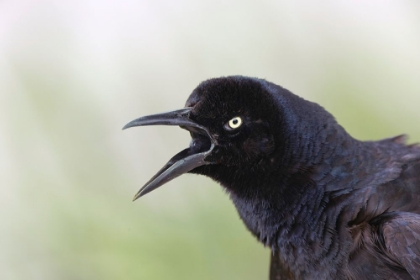 Picture of GREAT-TAILED GRACKLE CLOSE-UP-SOUTH PADRE ISLAND-TEXAS