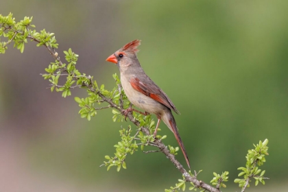 Picture of FEMALE NORTHERN CARDINAL RIO GRANDE VALLEY-TEXAS