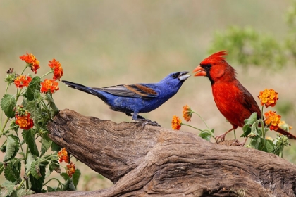 Picture of BLUE GROSBEAK AND MALE NORTHERN CARDINAL FIGHTING RIO GRANDE VALLEY-TEXAS