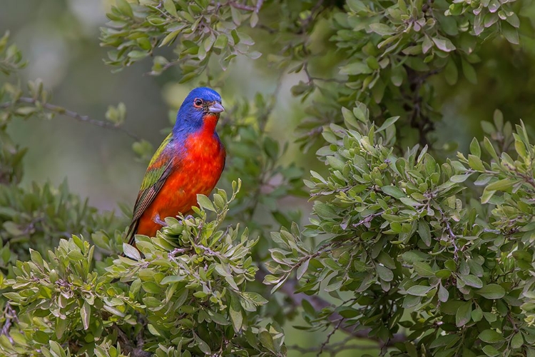Picture of PAINTED BUNTING RIO GRANDE VALLEY-TEXAS