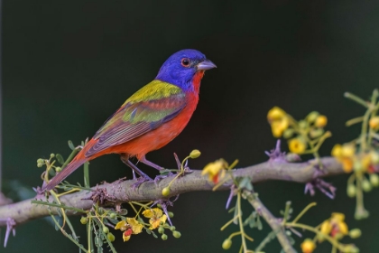 Picture of MALE PAINTED BUNTING RIO GRANDE VALLEY-TEXAS