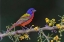 Picture of MALE PAINTED BUNTING RIO GRANDE VALLEY-TEXAS