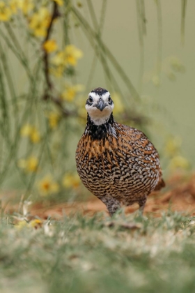 Picture of MALE BOBWHITE-RIO GRANDE VALLEY-TEXAS